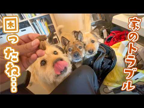 セントバーナード教会 - 定義