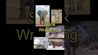 dinosaurs probably had feathers!