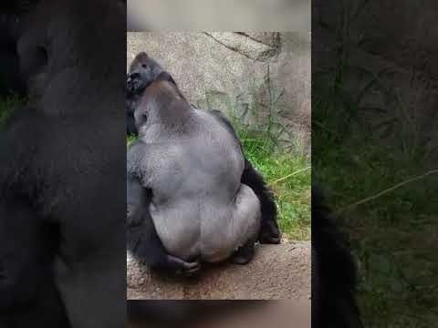 This Gorilla Threw Poop 😂 💩