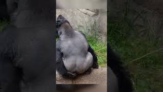 This Gorilla Threw Poop 😂 💩