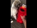 Parker The Shih Tzu Meets Tickle Me Elmo