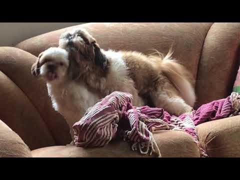 Casal de shih tzu cruzando