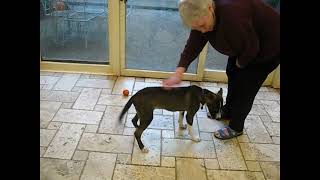 Video preview image #1 Siberian Husky-Unknown Mix Puppy For Sale in Germanton, TN, USA