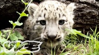Snow Leopard Cubs