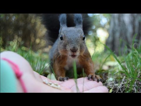 Feeding squirrels - Sofia, Bulgaria