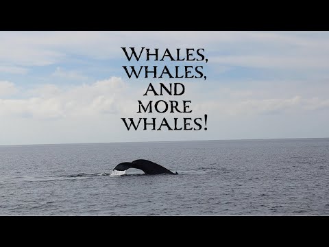 A Whale Escort Upon Our Sea of Cortez Departure - Sailing New Horizons - Ep. 37