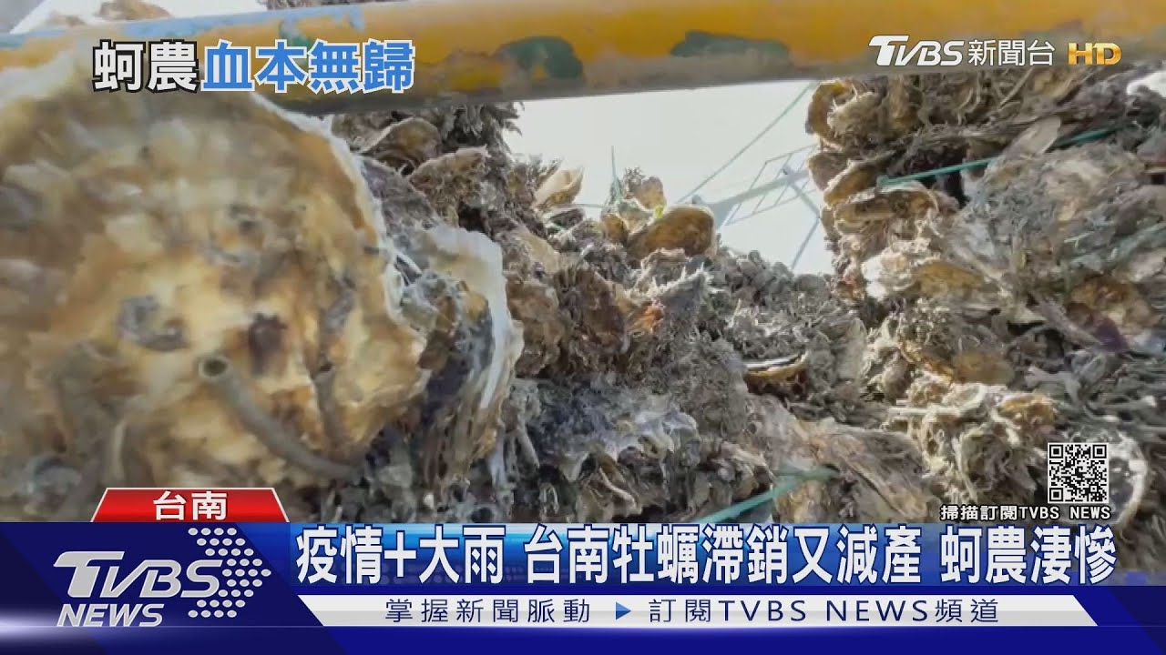 疫情加大雨肆虐 台南牡蠣滯銷又減產、蚵農嘆血本無歸