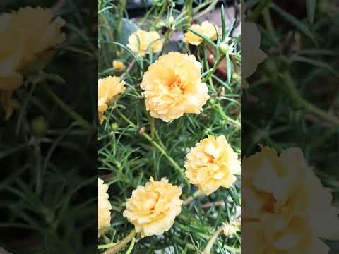 Beautiful flowers 🌺🌹🌺🌺#viral #flowers #love #ytshorts