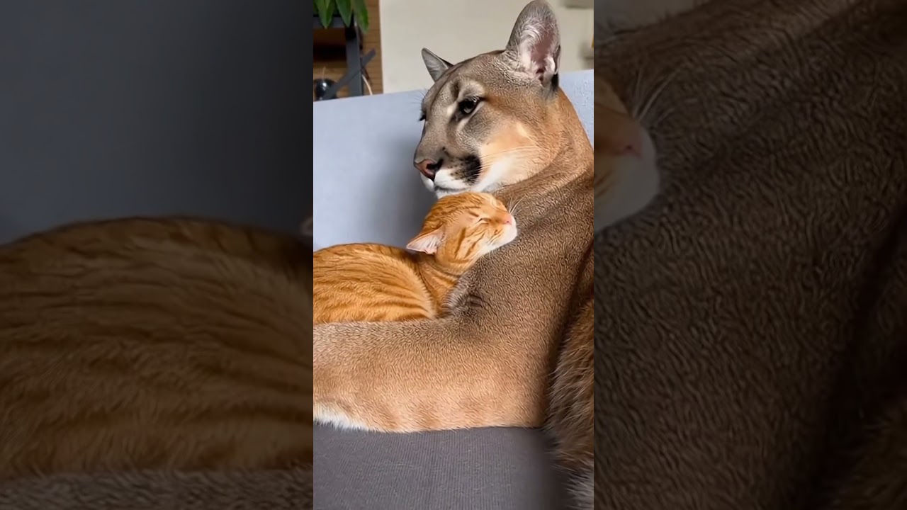The cat became the cougar's mom！
