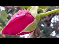 Los Del Rio Macarena 1 Hour Music