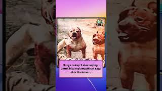 Download lagu Harimauπ― vs AnjingπΆ #viralvideo #shorts #shortsfeed #shortsvideo #shortsviral #shortsyoutube mp3 Download lagu Harimauπ― vs AnjingπΆ #viralvideo #shorts #shortsfeed #shortsvideo #shortsviral #shortsyoutube mp3