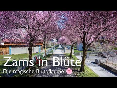 Zams in Blüte: Die magische Blutpflaume