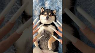 MANYU ASMR - Nail Extensions vs Doggie SPA