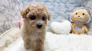 ハーフ犬の動画01