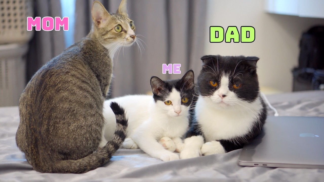 They Said Male Cats Don’t Care… But This Cat Dad Loves His Family More Than Anything