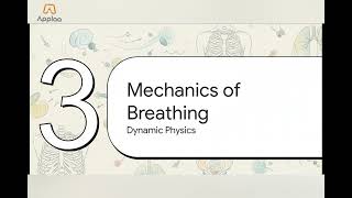 GCSE PE: Structure and Function of the Respiratory System