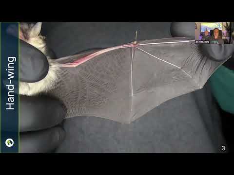 Webinar: British Bats with Jim Mullholland