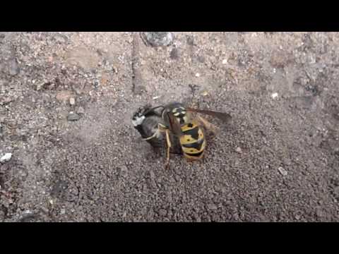 Philanthus triangulum the Bee-Wolf