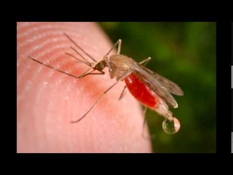 Pierdolone muchy i komary jebane - Nijak