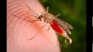 Pierdolone muchy i komary jebane - Nijak