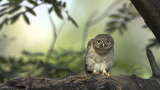 Il Ballo della Civetta - Little Owl Crazy Dance - Hit Tormentone