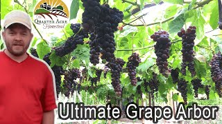 The Ultimate Grape Arbor - Tips on Building a Grape Arbor at Home