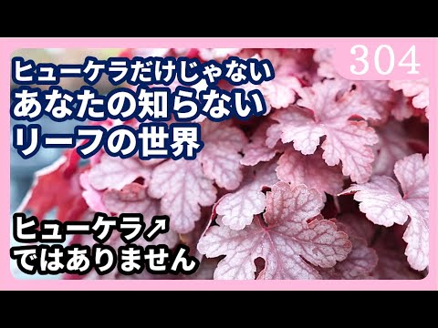 園芸 ハイクレア ホリー