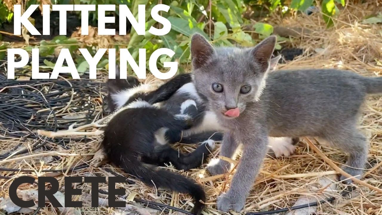 Adorable Kittens Playing on CRETE