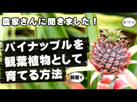 ホワイトパイン 植物