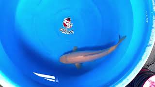video van Karashigoi 2604057