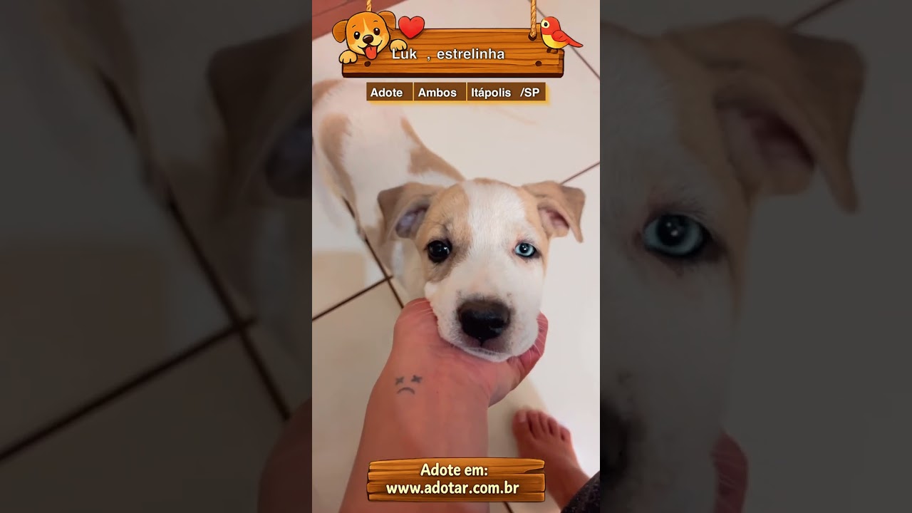 Cachorro raça SRD-ViraLata idade 2 a 6 meses nome Luk , estrelinha 