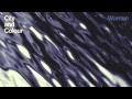 City and Colour - Woman (Official Audio) 