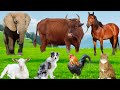 Interesting Farm Animal Sounds Rabbit Sheep Chicken Cat Dog Cow Goat Duck Animal Moments