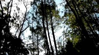 Carilo  - Chemical Brothers - Forest