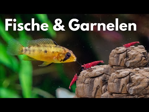 Keeping fish with shrimp!? | Liquid Nature