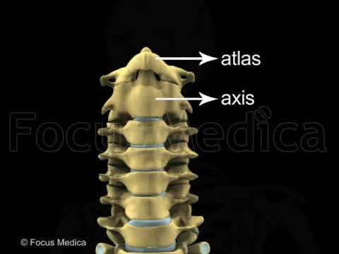 Vertebral column - Animated Essential Atlas of Anatomy & Physiology