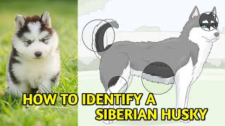 How to Identify a Siberian Husky / how to check purity of siberian husky