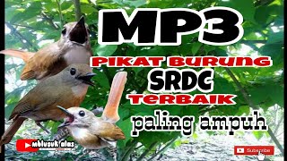 Download lagu Suara Pikat Burung SRDC Yang Susah Turun Ke Jebakan mp3 Download lagu Suara Pikat Burung SRDC Yang Susah Turun Ke Jebakan mp3