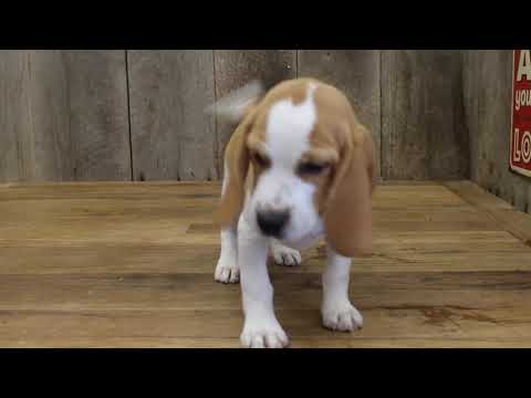 Meet Bandit! He is a handsome docile puppy. This lovable pup is currently searching for a good, lovi