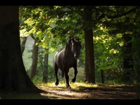 Taliesin Orchestra - Book of Days