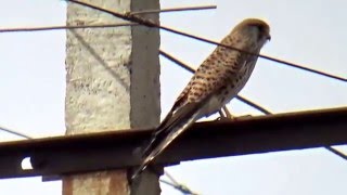 Comman Ketsral  or Falco tinnunculus Bird of prey Close Up Video