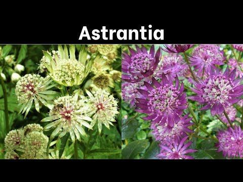 Growing and Propagating Astrantia