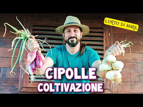 Cipolle - quando piantare bulbilli o piantine e come coltivarla in autunno e in primavera