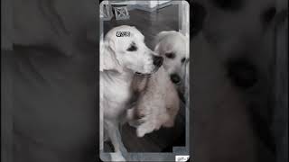@ 犬🐶と猫😺の生涯