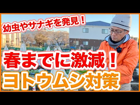 冬にキョウチクトウを鉢に入れる方法は？冬に備えて寒さや霜から守るための3つのヒント?  庭園