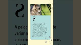 Fofurices em forma de gatos #cat #gatinhofeliz #funny #gatonhosfofos #gatos #gatinhofofinho