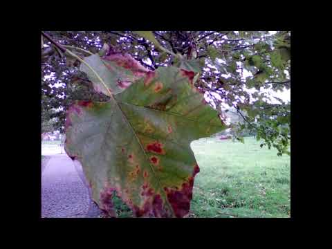 myPhone UP Smart test wideo