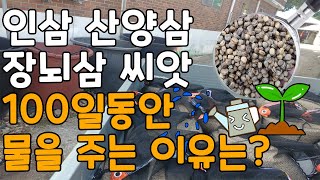 인삼씨앗 100일의 기다림 - 개갑과정(장뇌삼씨앗 산양삼씨앗)