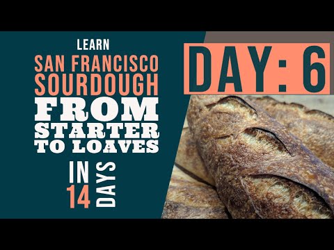 San Francisco Sourdough Bread Series: Day 6 - Transitioning your starter
