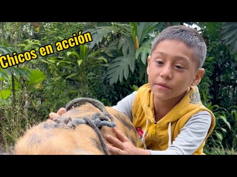 La mascotita de Joel